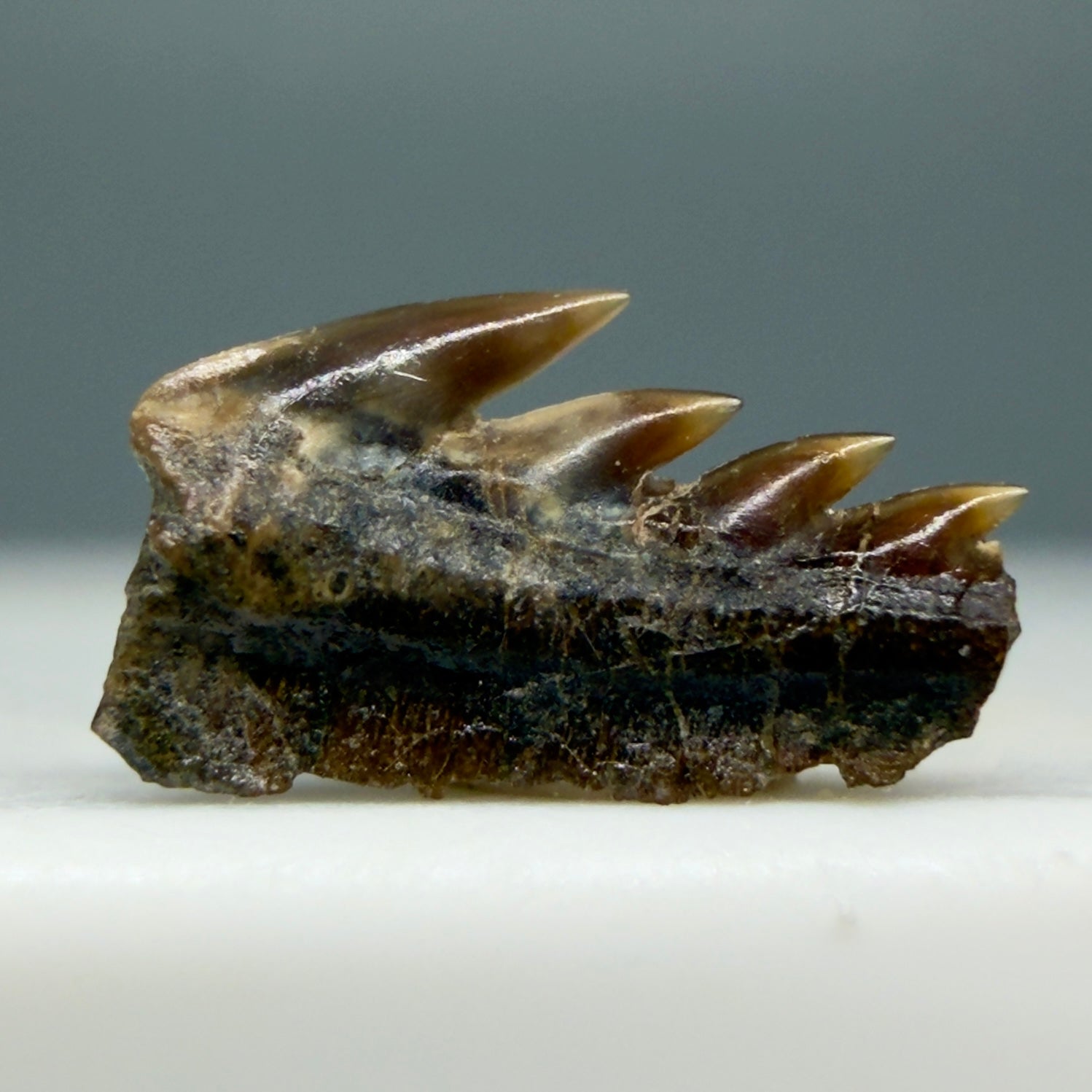 Front View Rare Hexanchus microdon 0.29” Fossil Cow Shark from Hornby Island, Canada (Upper Cretaceous) R624