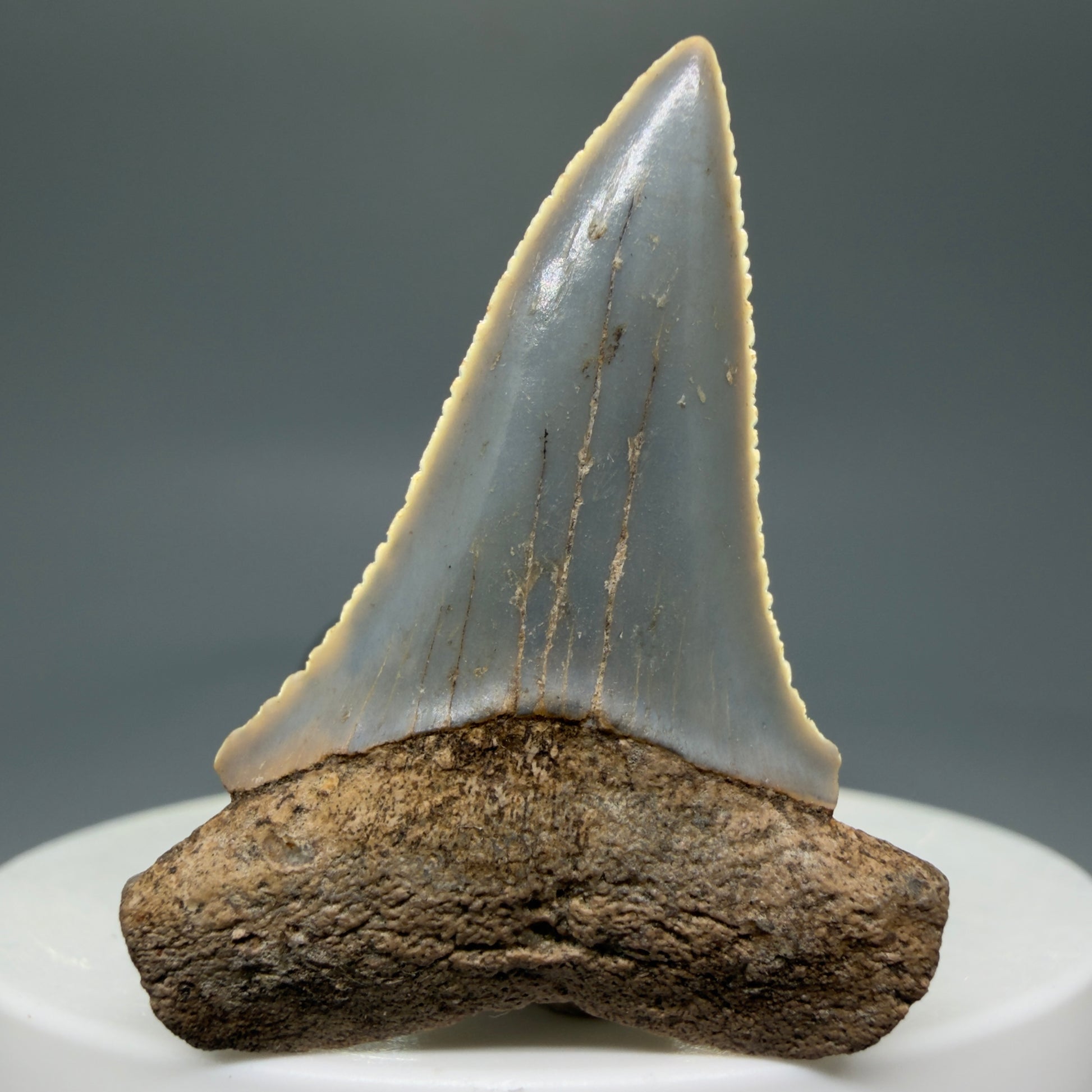 Front View Rare Location - Colorful 1.67" Fossil Great White Shark Tooth from Oceanside, California GW126 