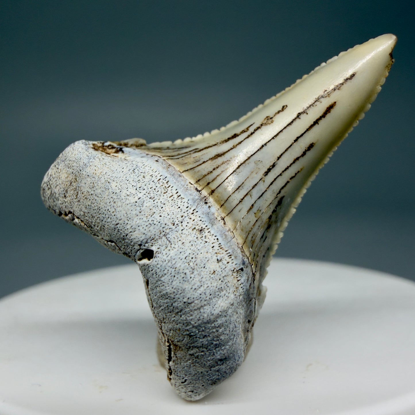 Front View Rare Location, cusped - Colorful 1.37" Fossil Transitional Great White Shark Tooth from Oceanside, California GW1295 