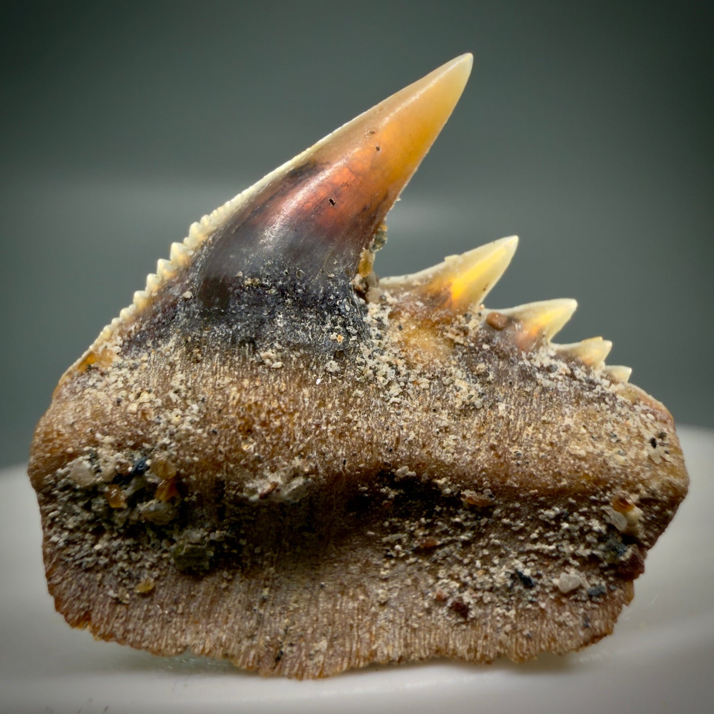 Front View Rare Upper lateral 0.87" long Fossil Hexanchus gigas - Sixgill Cow Shark tooth from Sacaco, Peru R635
