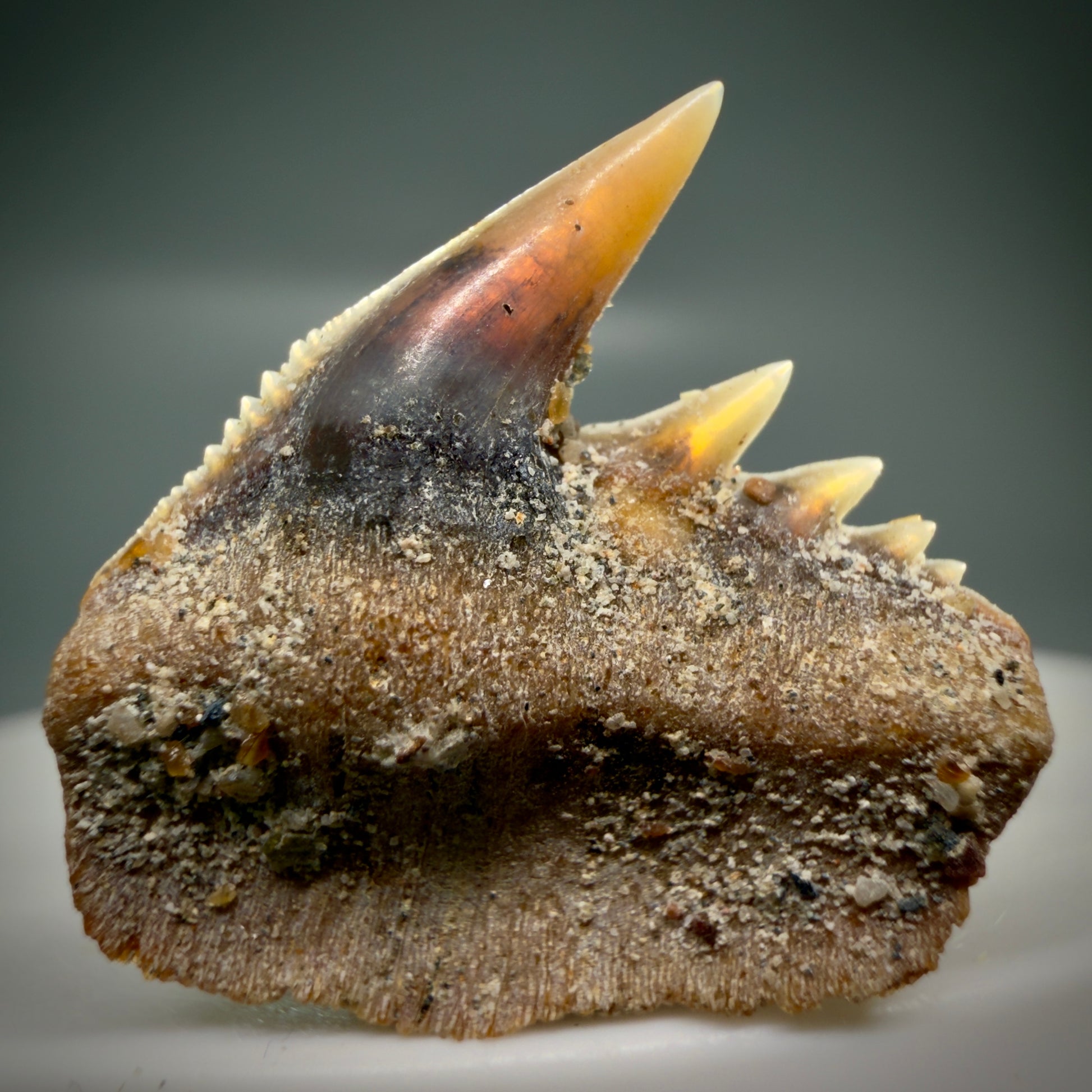 Front View Rare Upper lateral 0.87" long Fossil Hexanchus gigas - Sixgill Cow Shark tooth from Sacaco, Peru R635