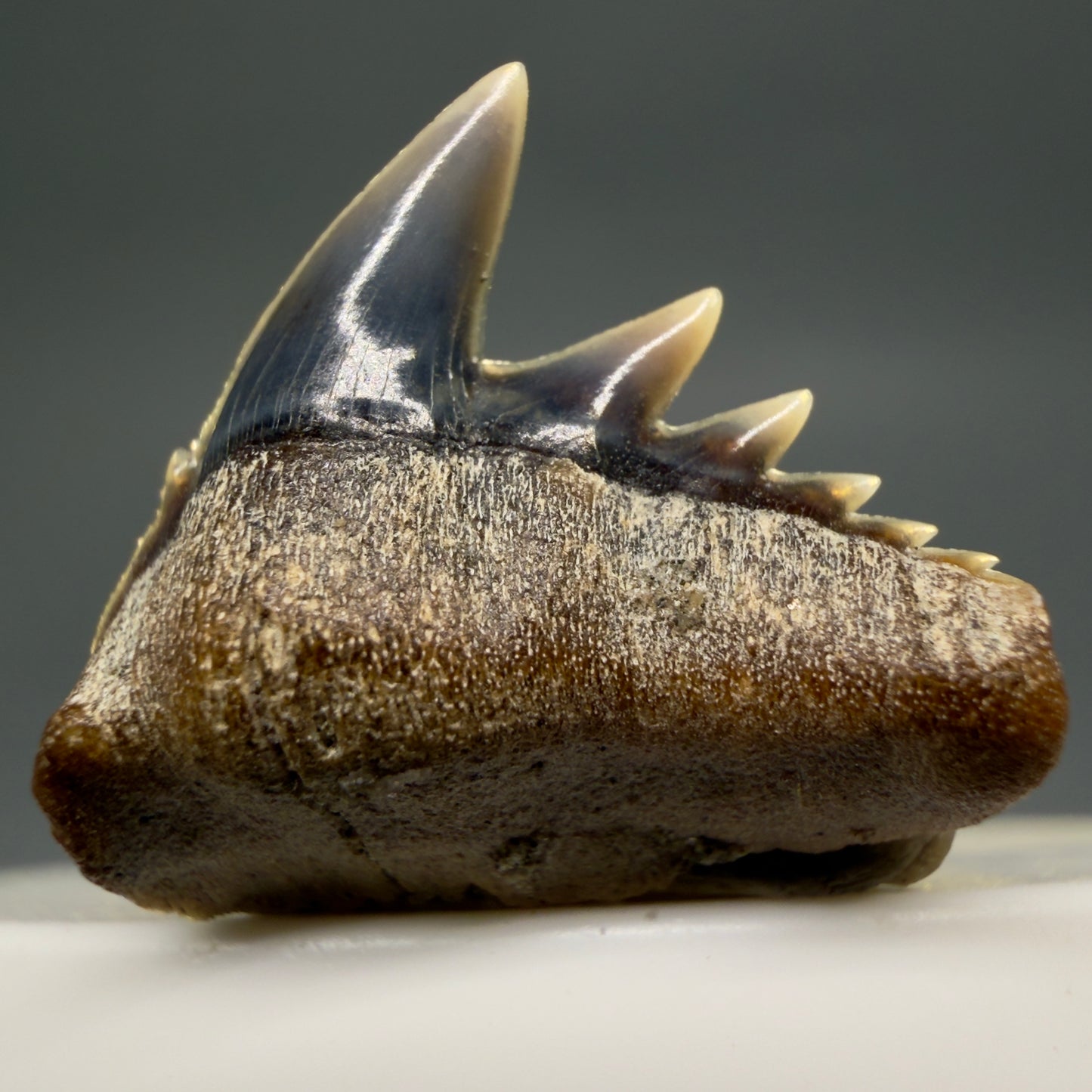 Front View Rare Upper lateral 0.88" long Fossil Hexanchus gigas - Sixgill Cow Shark tooth from Sacaco, Peru megalodonteeth.com R651