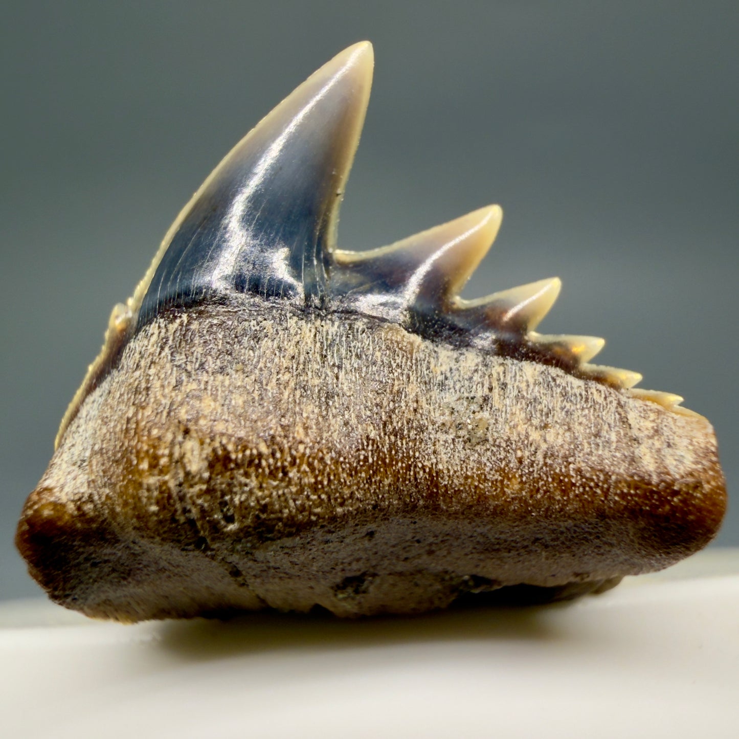 Front View Rare Upper lateral 0.88" long Fossil Hexanchus gigas - Sixgill Cow Shark tooth from Sacaco, Peru megalodonteeth.com R651 - 1