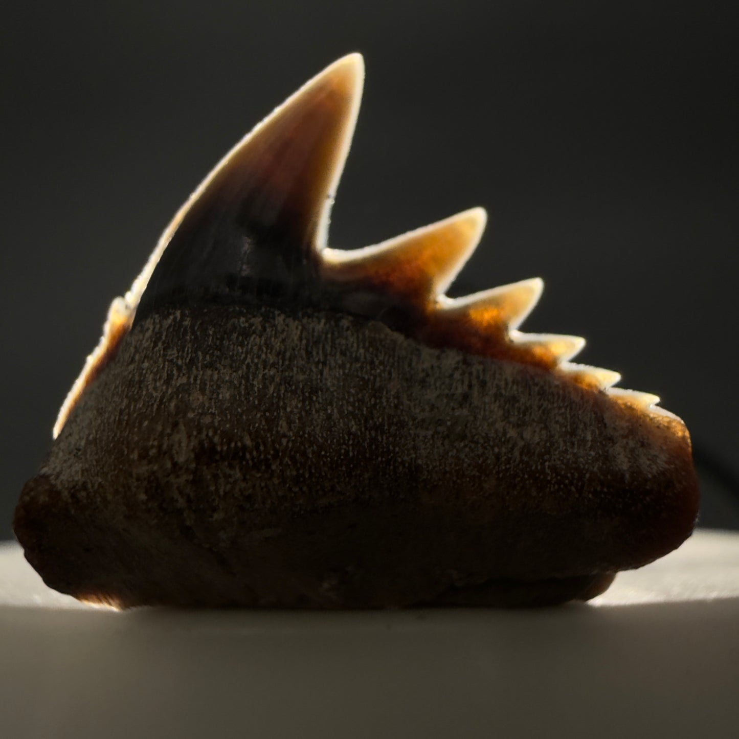 Front View Rare Upper lateral 0.88" long Fossil Hexanchus gigas - Sixgill Cow Shark tooth from Sacaco, Peru megalodonteeth.com R651 - 2