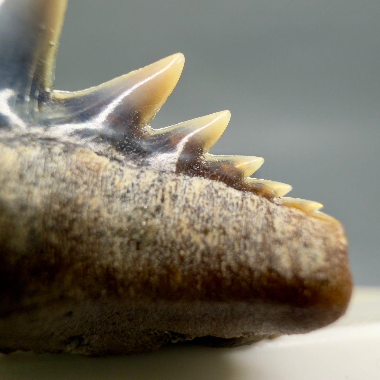 Front View Rare Upper lateral 0.88" long Fossil Hexanchus gigas - Sixgill Cow Shark tooth from Sacaco, Peru megalodonteeth.com R651 - 3