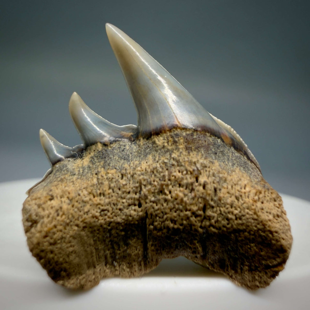 Front View Rare Upper lateral 1.05" long Fossil Hexanchus gigas - Sixgill Cow Shark tooth from Sacaco, Peru megalodonteeth.com R659