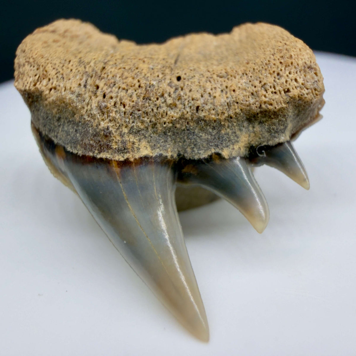 Front View Rare Upper lateral 1.05" long Fossil Hexanchus gigas - Sixgill Cow Shark tooth from Sacaco, Peru megalodonteeth.com R659 - 1