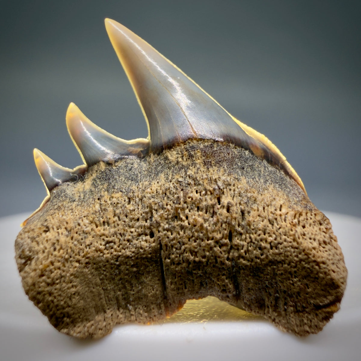 Front View Rare Upper lateral 1.05" long Fossil Hexanchus gigas - Sixgill Cow Shark tooth from Sacaco, Peru megalodonteeth.com R659 - 3