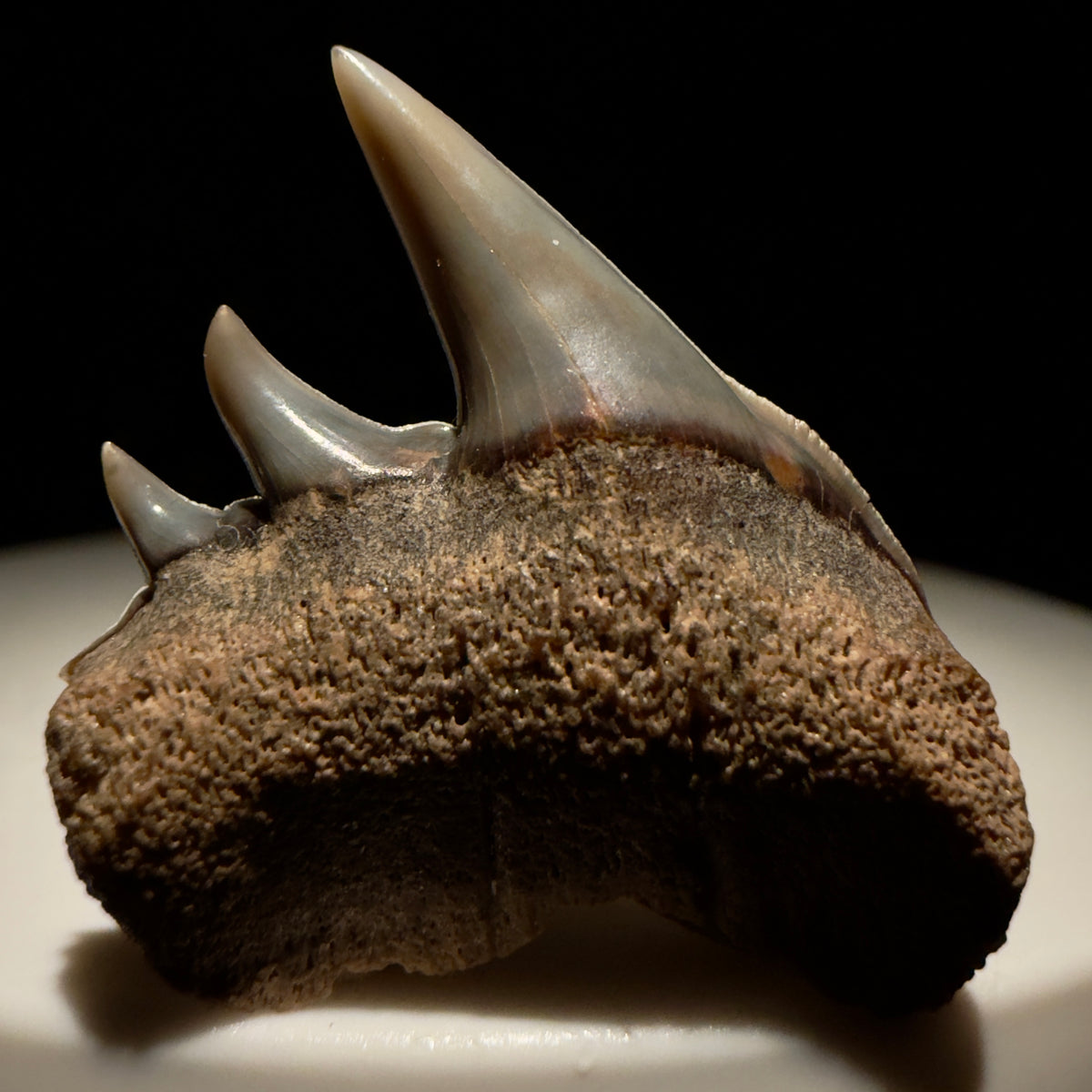 Front View Rare Upper lateral 1.05" long Fossil Hexanchus gigas - Sixgill Cow Shark tooth from Sacaco, Peru megalodonteeth.com R659 - 4