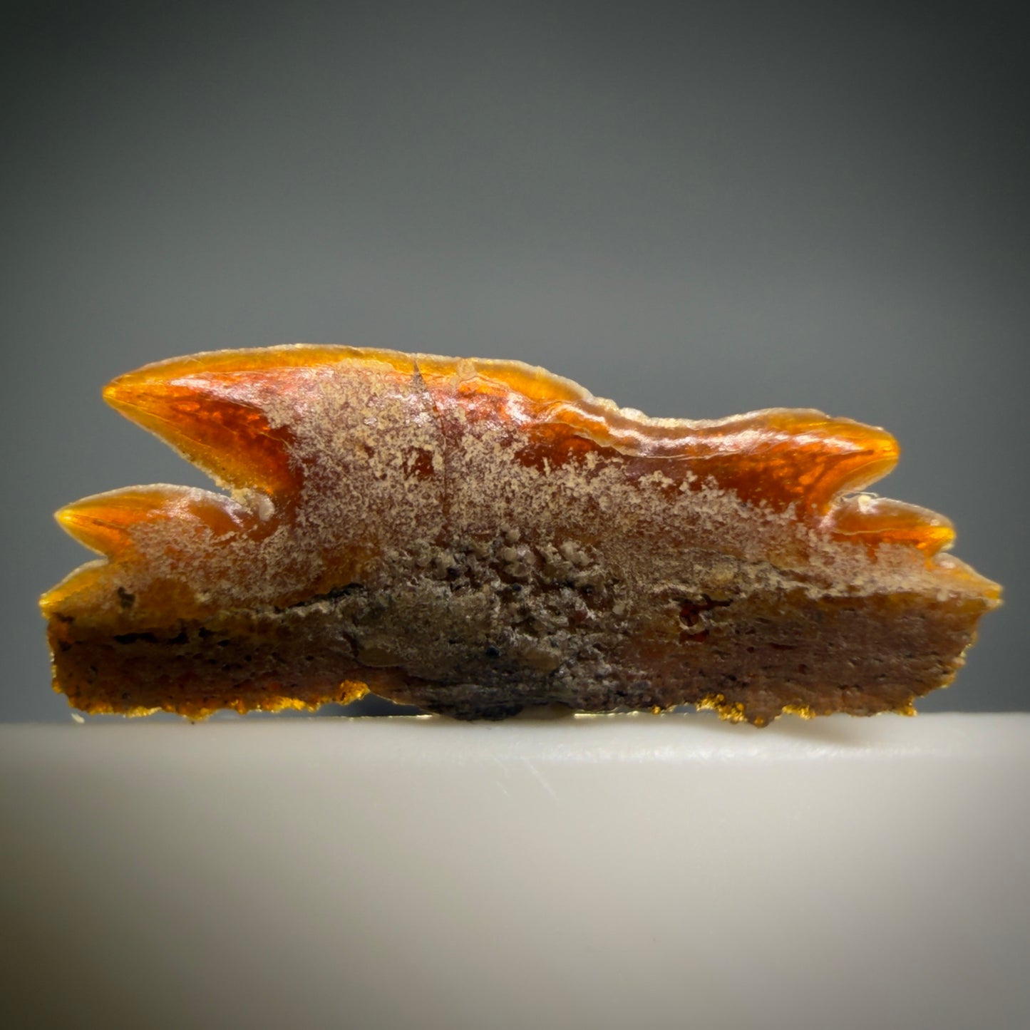Front View Rare, gorgeous 0.59" Fossil Echinorhinus blakei - Bramble Shark Tooth - Chile megalodonteeth.com R654