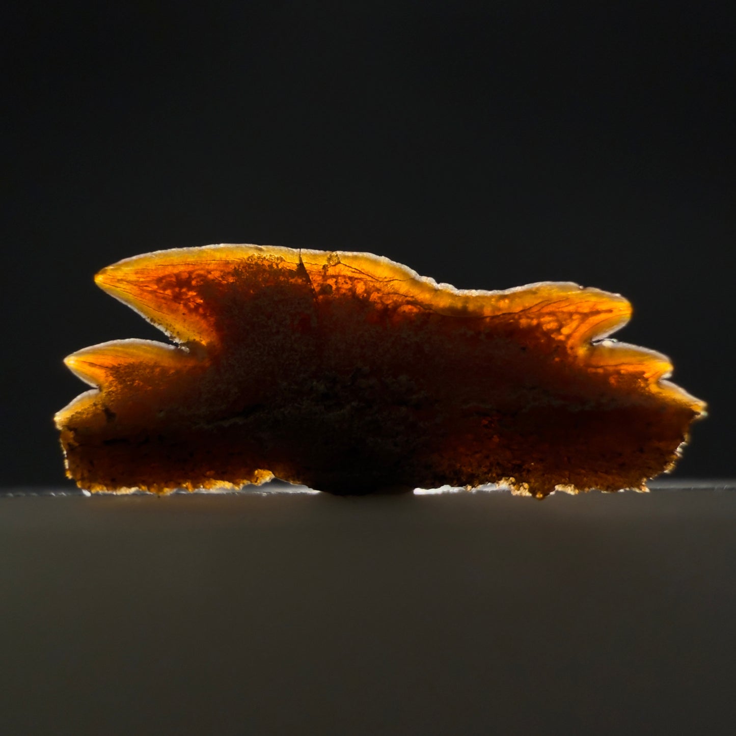 Front View Rare, gorgeous 0.59" Fossil Echinorhinus blakei - Bramble Shark Tooth - Chile megalodonteeth.com R654 - 1