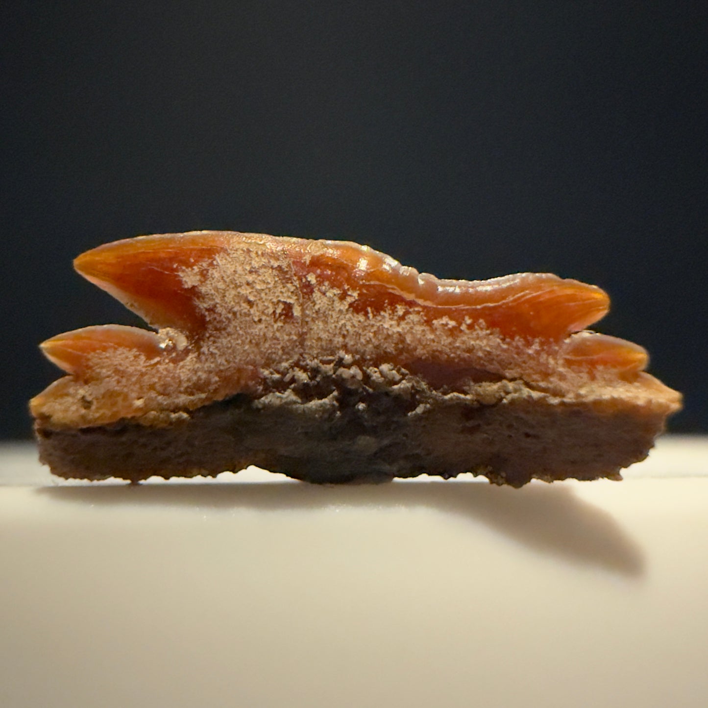 Front View Rare, gorgeous 0.59" Fossil Echinorhinus blakei - Bramble Shark Tooth - Chile megalodonteeth.com R654 - 2