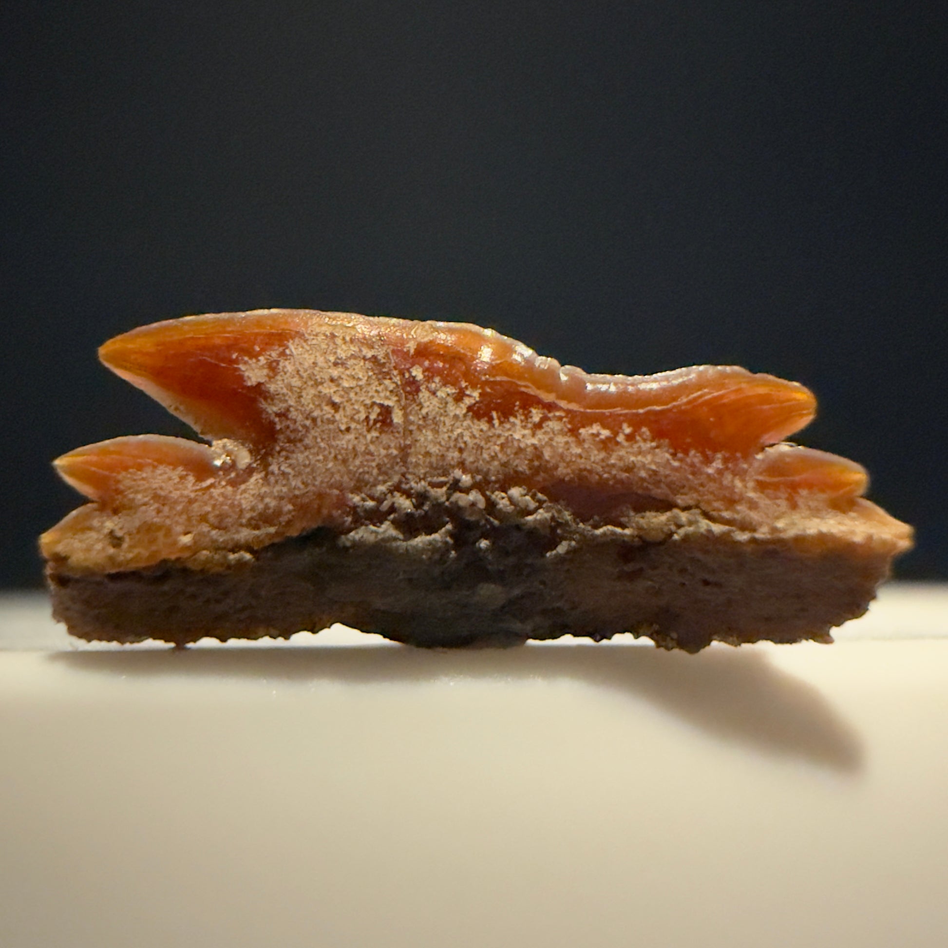 Front View Rare, gorgeous 0.59" Fossil Echinorhinus blakei - Bramble Shark Tooth - Chile megalodonteeth.com R654 - 2