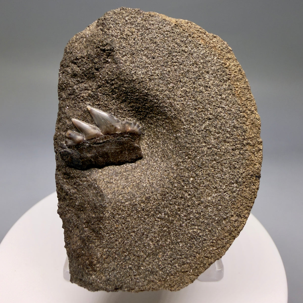 Front View Rare, in matrix 0.69" wide Fossil Notorynchus kempi - Sevengill Cow Shark Tooth from Washington megalodonteeth.com R660