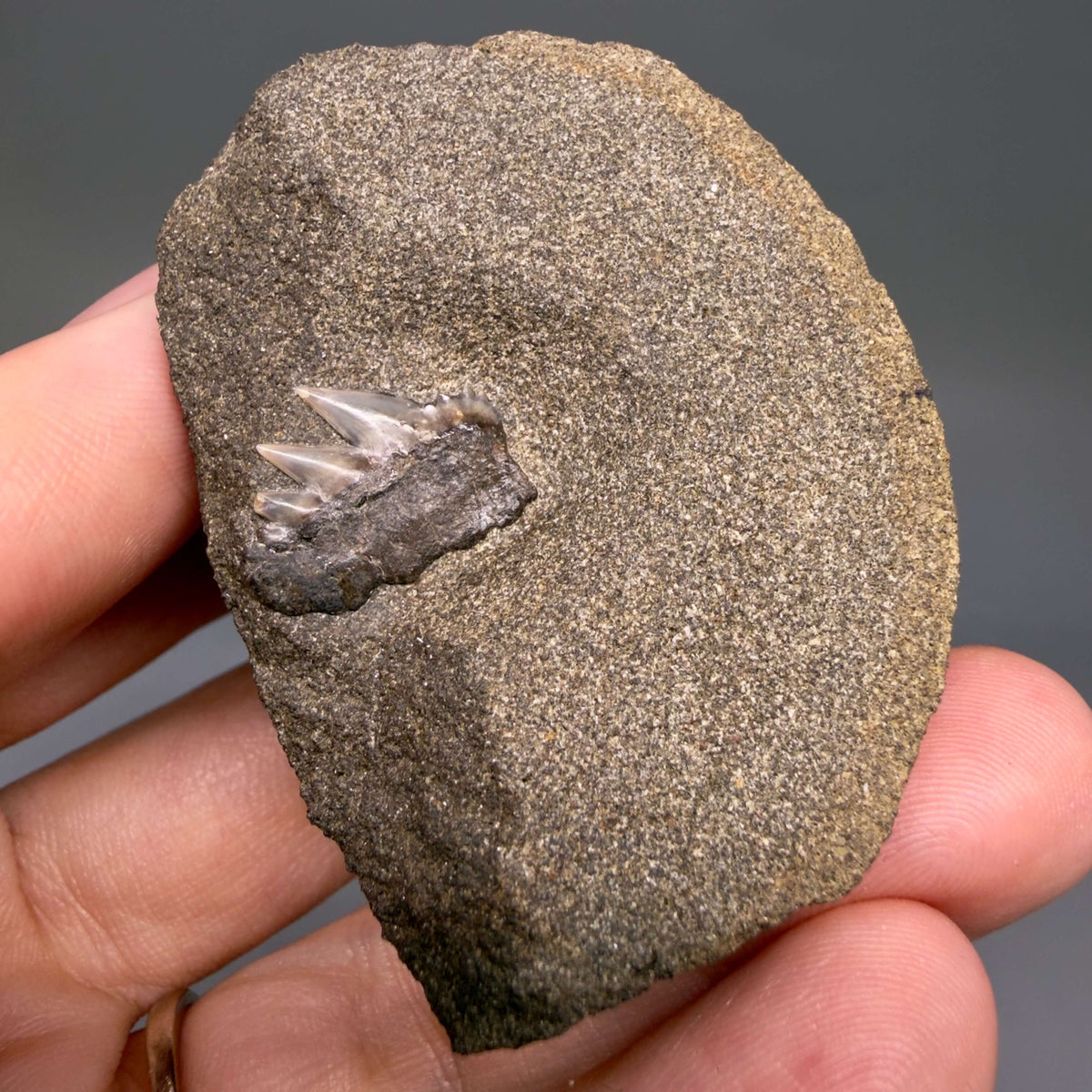 Front View Rare, in matrix 0.69" wide Fossil Notorynchus kempi - Sevengill Cow Shark Tooth from Washington megalodonteeth.com R660 - 1