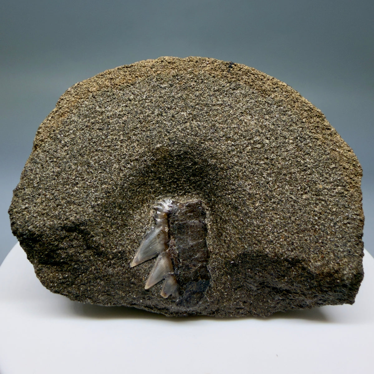 Front View Rare, in matrix 0.69" wide Fossil Notorynchus kempi - Sevengill Cow Shark Tooth from Washington megalodonteeth.com R660 - 3