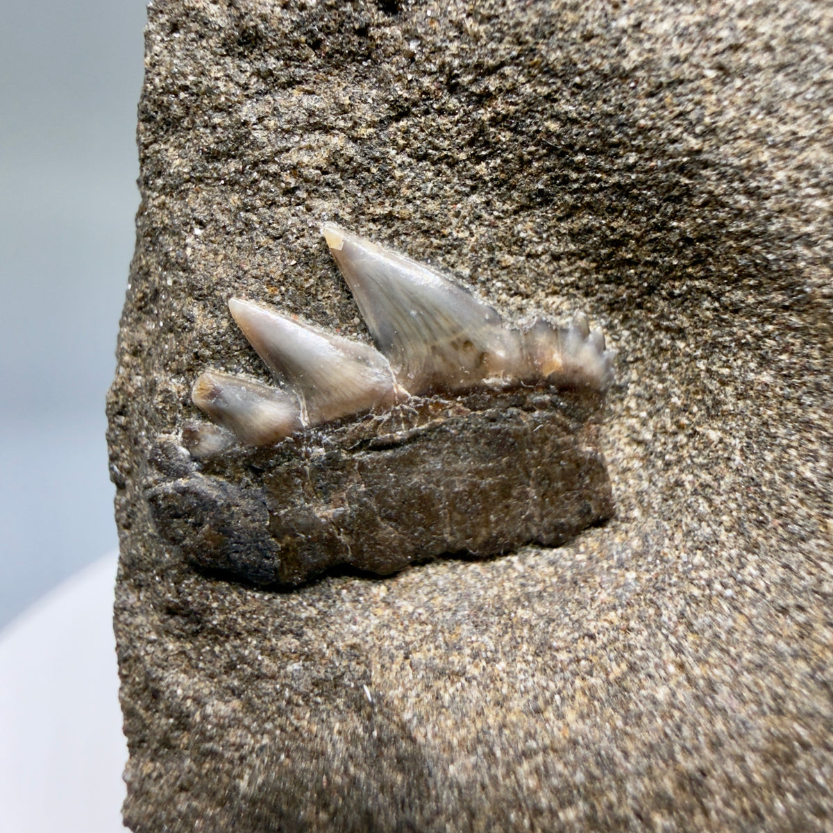 Front View Rare, in matrix 0.69" wide Fossil Notorynchus kempi - Sevengill Cow Shark Tooth from Washington megalodonteeth.com R660 - 4