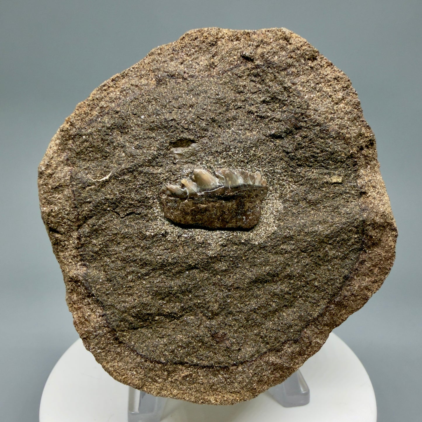 Front View Rare, in matrix 0.78" wide Fossil Notorynchus kempi - Sevengill Cow Shark Tooth from Washington R643