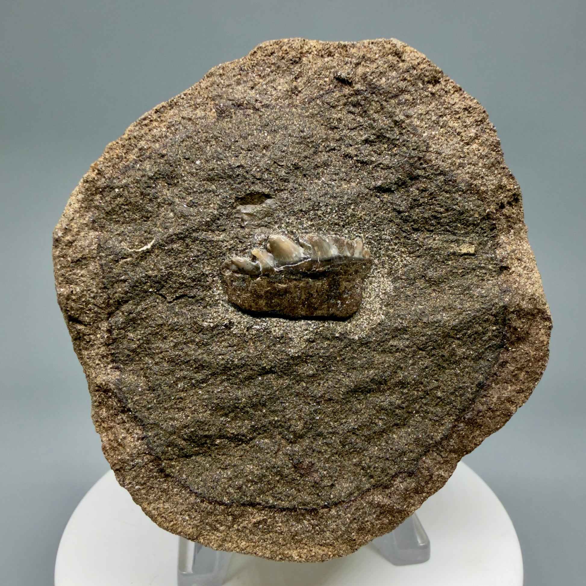 Front View Rare, in matrix 0.78" wide Fossil Notorynchus kempi - Sevengill Cow Shark Tooth from Washington R643