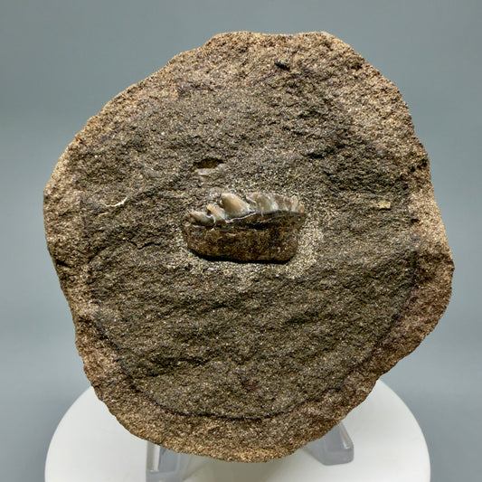 Front View Rare, in matrix 0.78" wide Fossil Notorynchus kempi - Sevengill Cow Shark Tooth from Washington R643