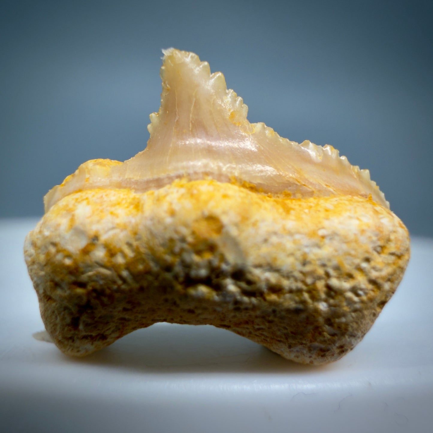 Front View Rare posterior 0.56" Fossil Carcharocles sokolowi (auriculatus) Shark Tooth - Western Sahara AU399 - 1