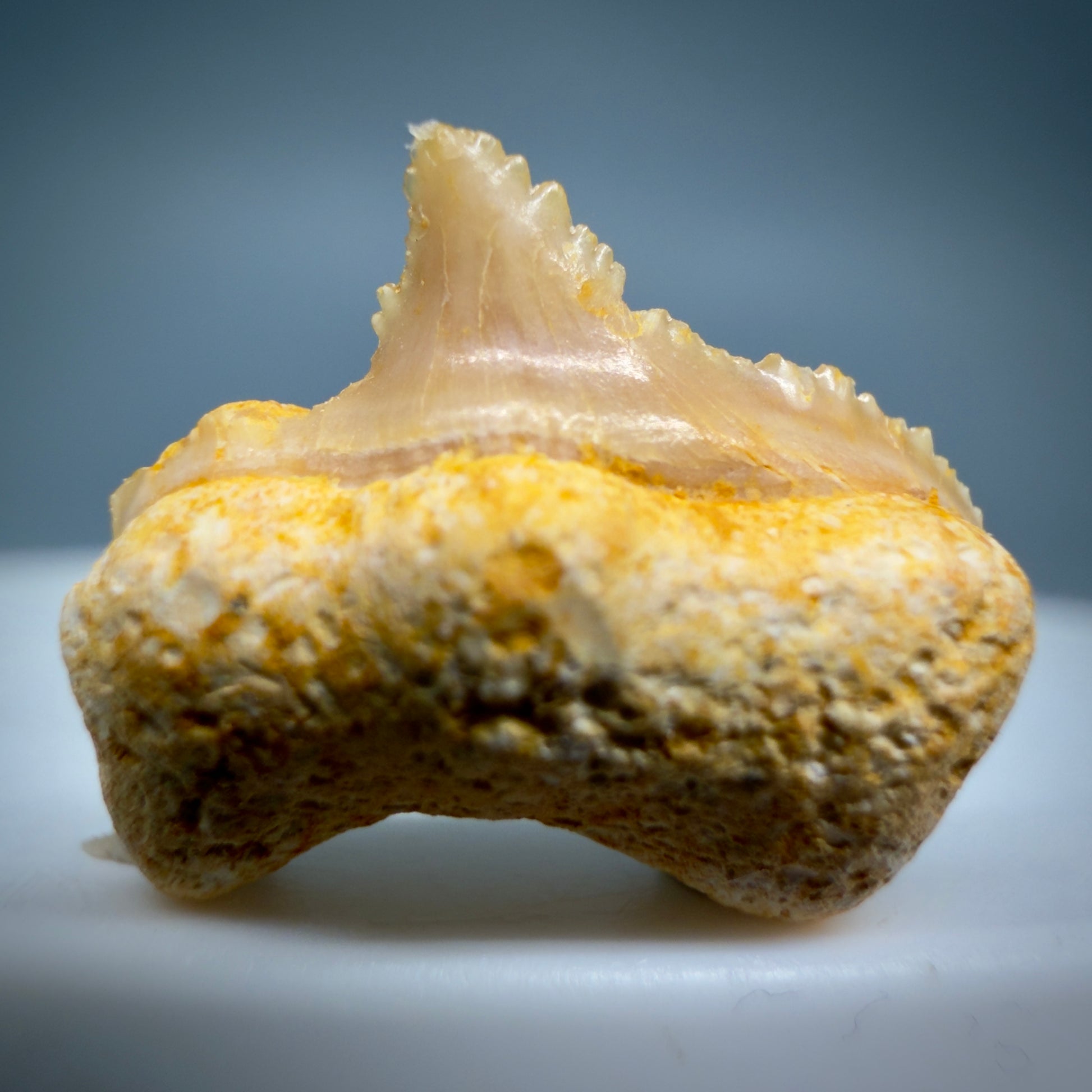 Front View Rare posterior 0.56" Fossil Carcharocles sokolowi (auriculatus) Shark Tooth - Western Sahara AU399 - 1