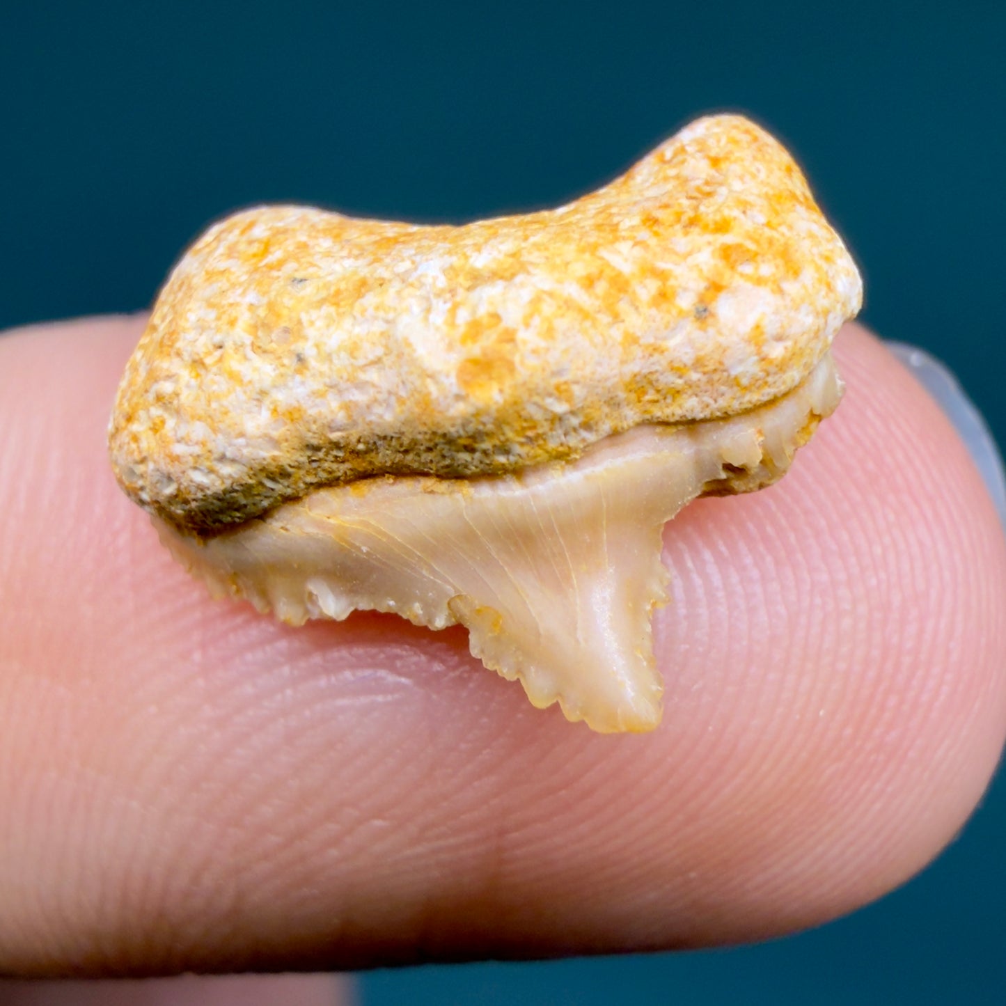 Front View Rare posterior 0.56" Fossil Carcharocles sokolowi (auriculatus) Shark Tooth - Western Sahara AU399
