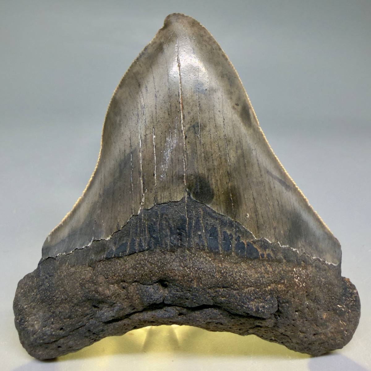 Front View Rarely Offered Deformed (Pathological) 3.40" Fossil Megalodon Shark Tooth from South Carolina megalodonteeth.com CM6560