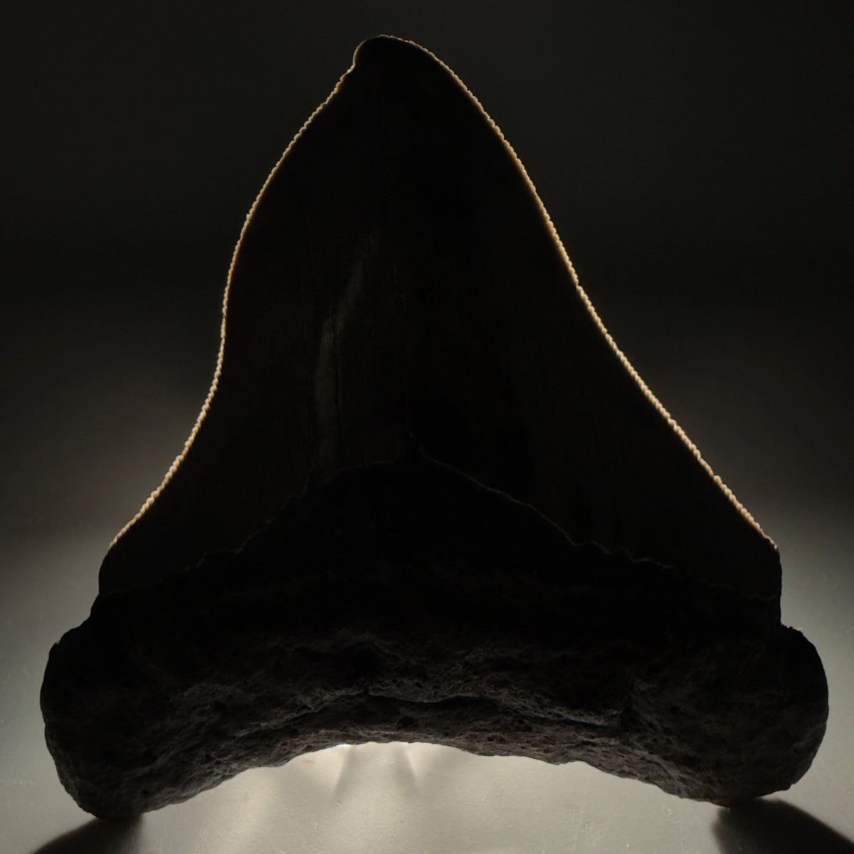 Front View Rarely Offered Deformed (Pathological) 3.40" Fossil Megalodon Shark Tooth from South Carolina megalodonteeth.com CM6560 - 1
