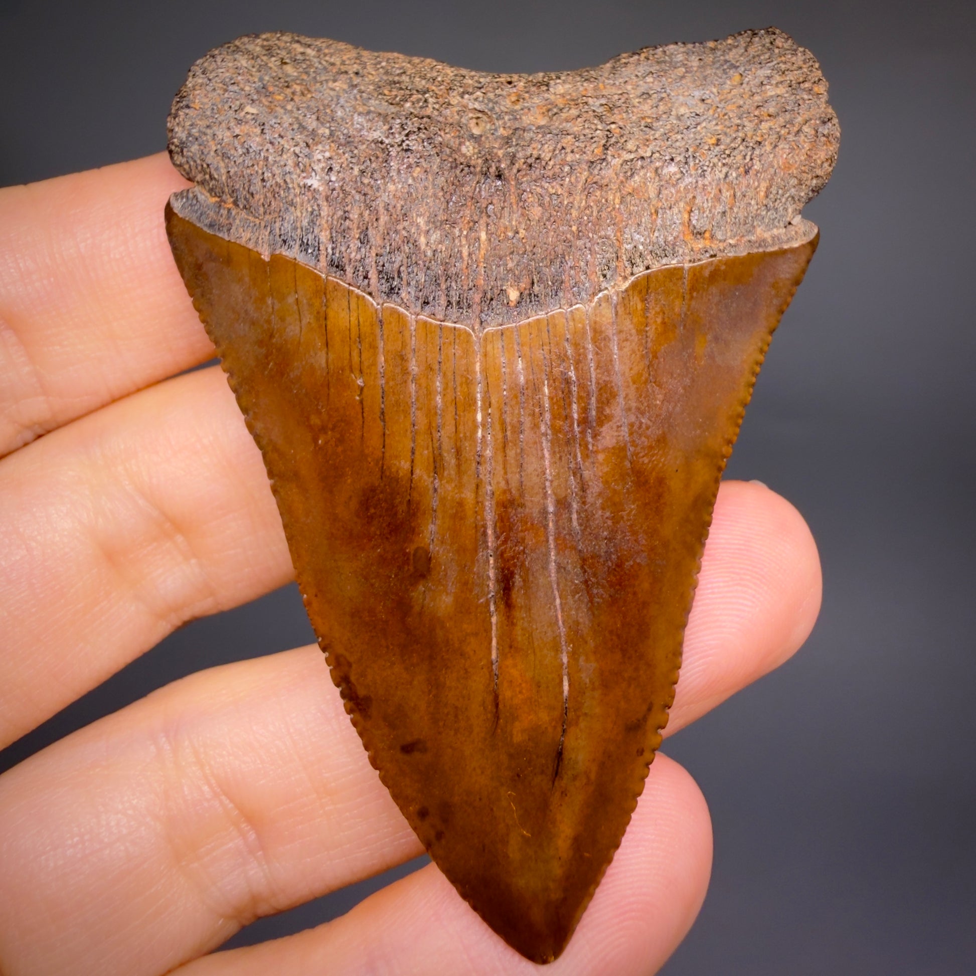 Front View Red, gorgeous, Large, serrated 2.68" Colorful Fossil Great White - Carcharodon carcharias Shark Tooth from Meherrin River, NC GW1350 - 1