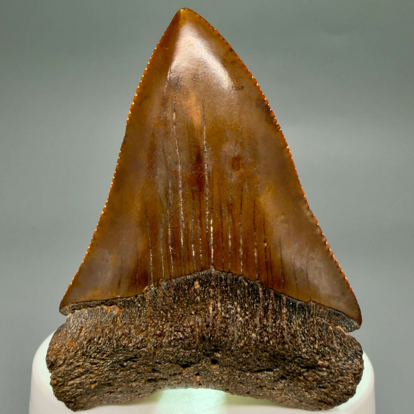 Front View Red, gorgeous, Large, serrated 2.68" Colorful Fossil Great White - Carcharodon carcharias Shark Tooth from Meherrin River, NC GW1350 - 3