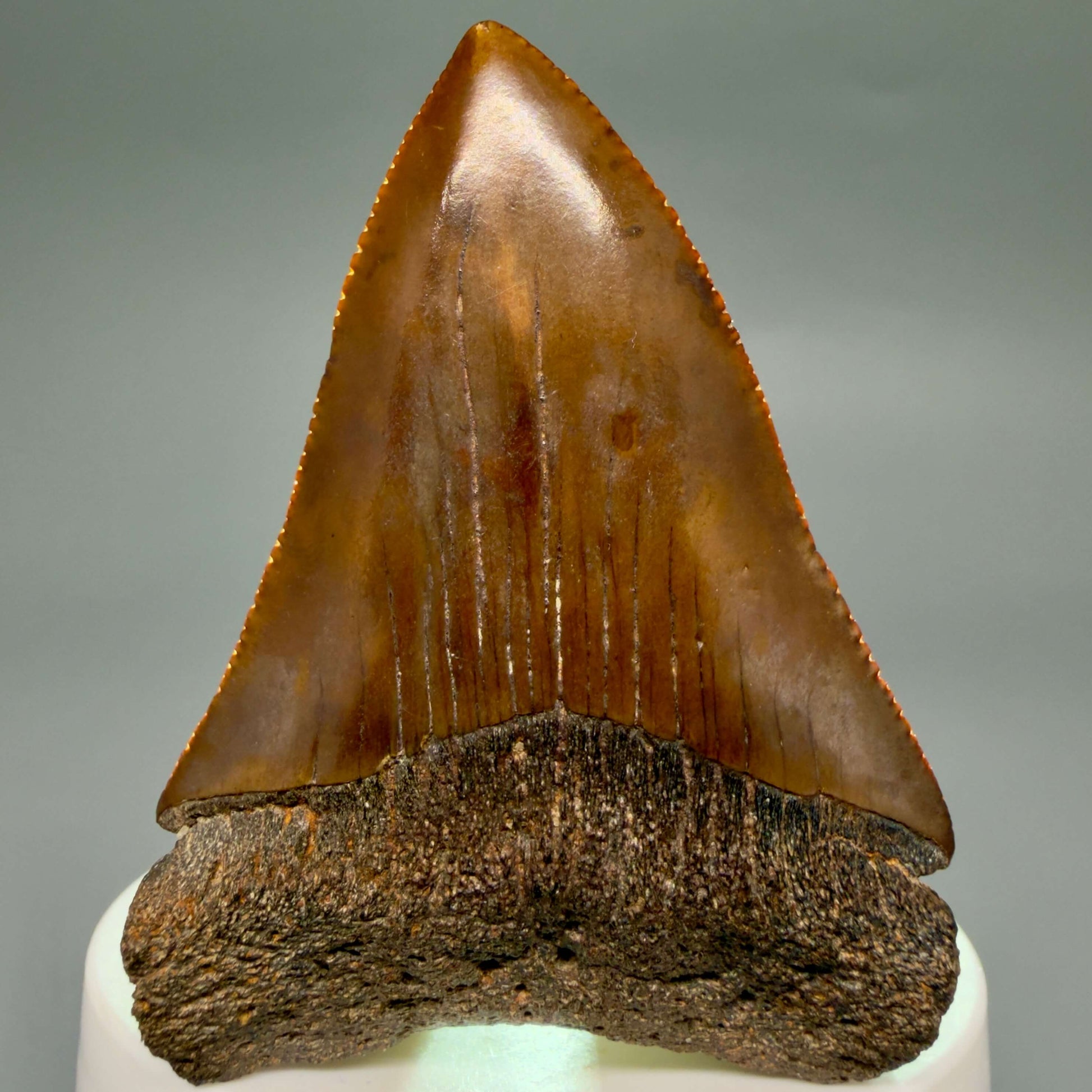 Front View Red, gorgeous, Large, serrated 2.68" Colorful Fossil Great White - Carcharodon carcharias Shark Tooth from Meherrin River, NC GW1350 - 3