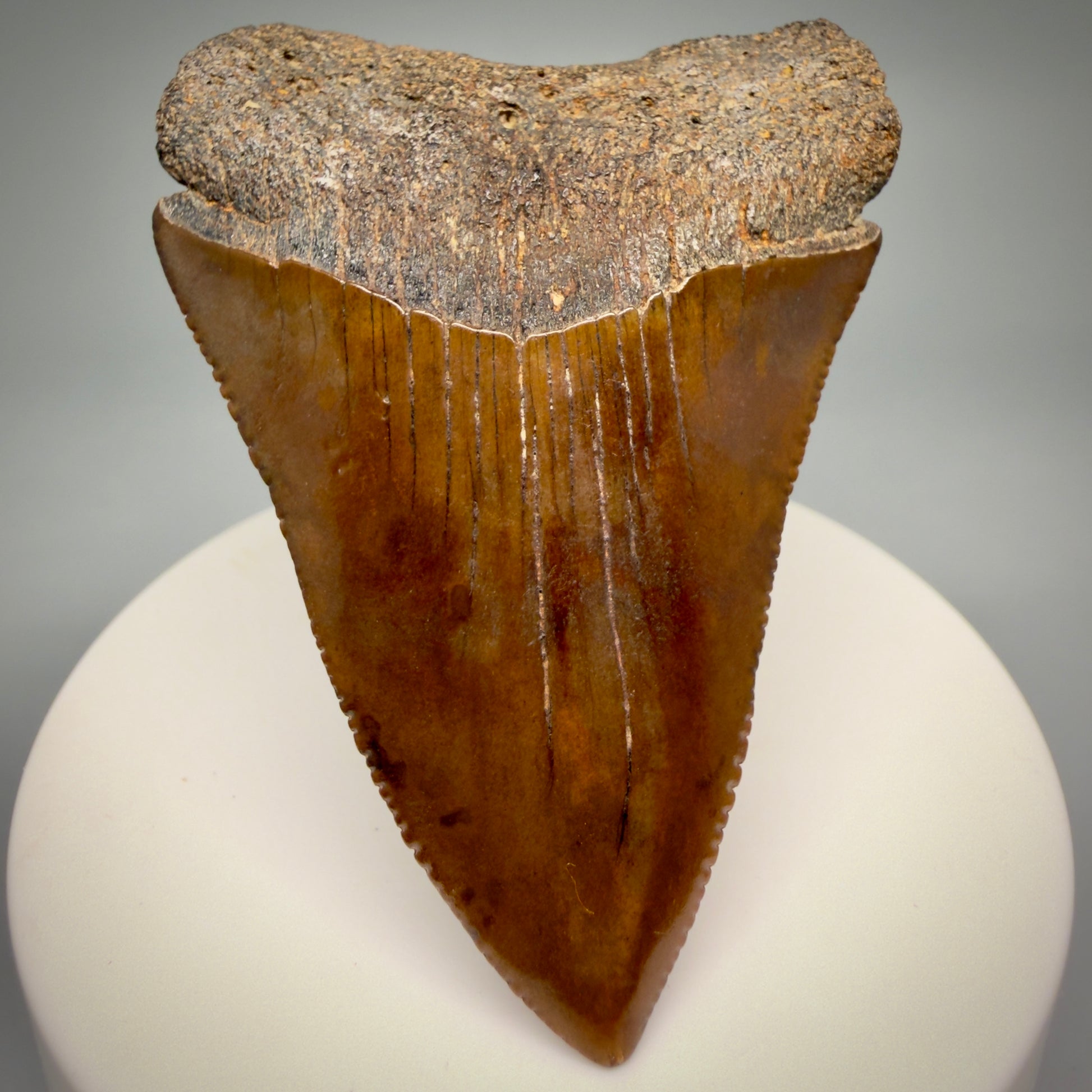 Front View Red, gorgeous, Large, serrated 2.68" Colorful Fossil Great White - Carcharodon carcharias Shark Tooth from Meherrin River, NC GW1350 - 4