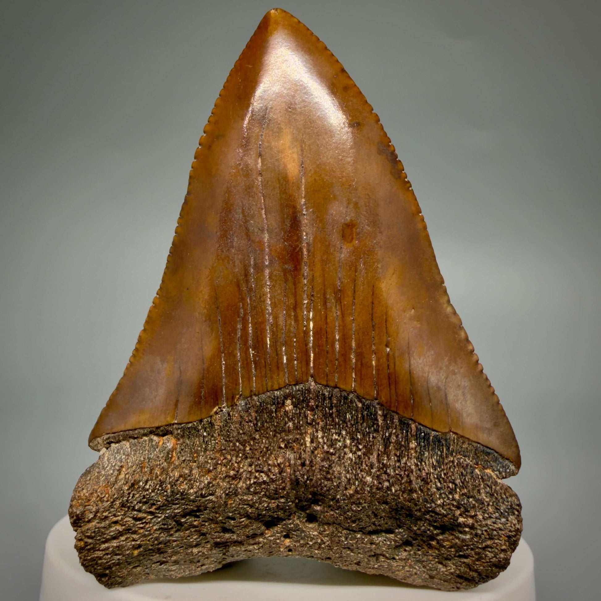 Front View Red, gorgeous, Large, serrated 2.68" Colorful Fossil Great White - Carcharodon carcharias Shark Tooth from Meherrin River, NC GW1350