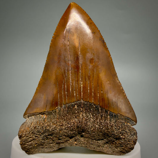 Front View Red, gorgeous, Large, serrated 2.68" Colorful Fossil Great White - Carcharodon carcharias Shark Tooth from Meherrin River, NC GW1350