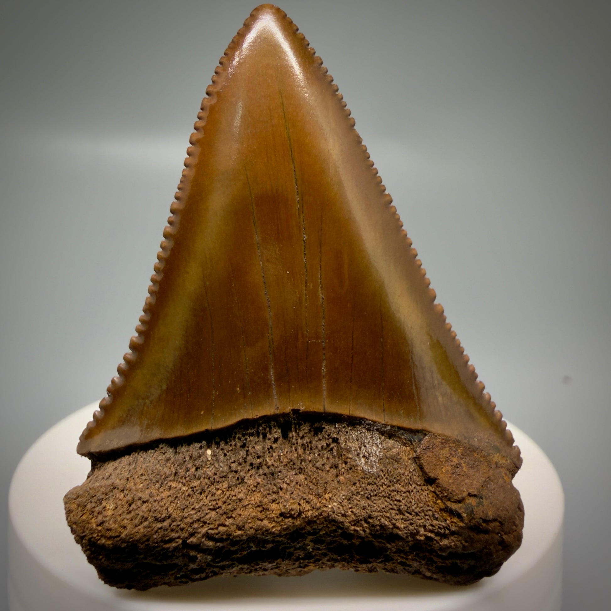 Front View Red, gorgeous, serrated 2.20" Colorful Fossil Great White - Carcharodon carcharias Shark Tooth from Meherrin River, NC GW1324