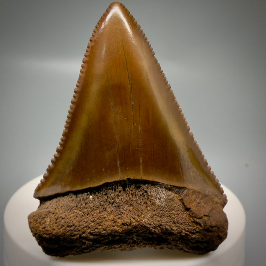 Front View Red, gorgeous, serrated 2.20" Colorful Fossil Great White - Carcharodon carcharias Shark Tooth from Meherrin River, NC GW1324