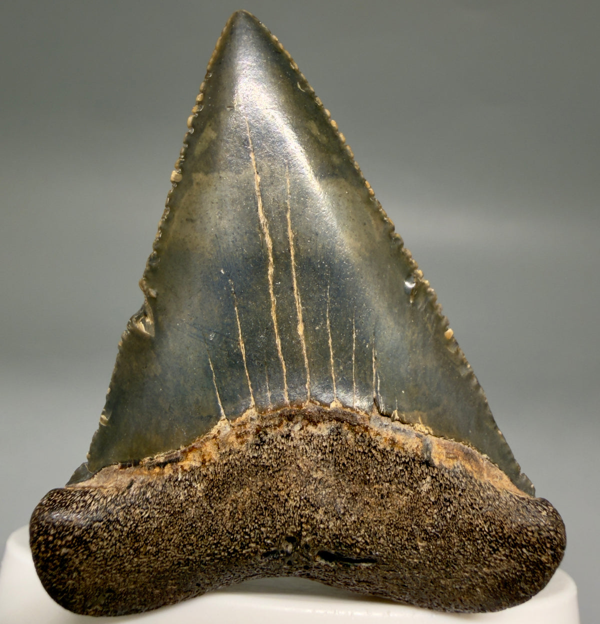 Front View Serrated 2.15" Fossil Great White Shark Tooth - Cooper River, SC - Colorful megalodonteeth.com GW1382