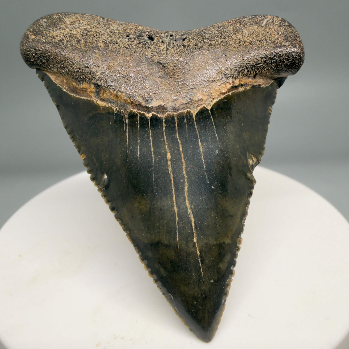 Front View Serrated 2.15" Fossil Great White Shark Tooth - Cooper River, SC - Colorful megalodonteeth.com GW1382 - 1