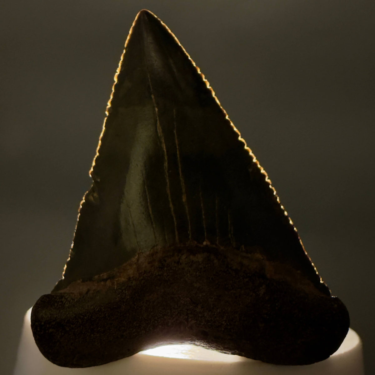 Front View Serrated 2.15" Fossil Great White Shark Tooth - Cooper River, SC - Colorful megalodonteeth.com GW1382 - 2