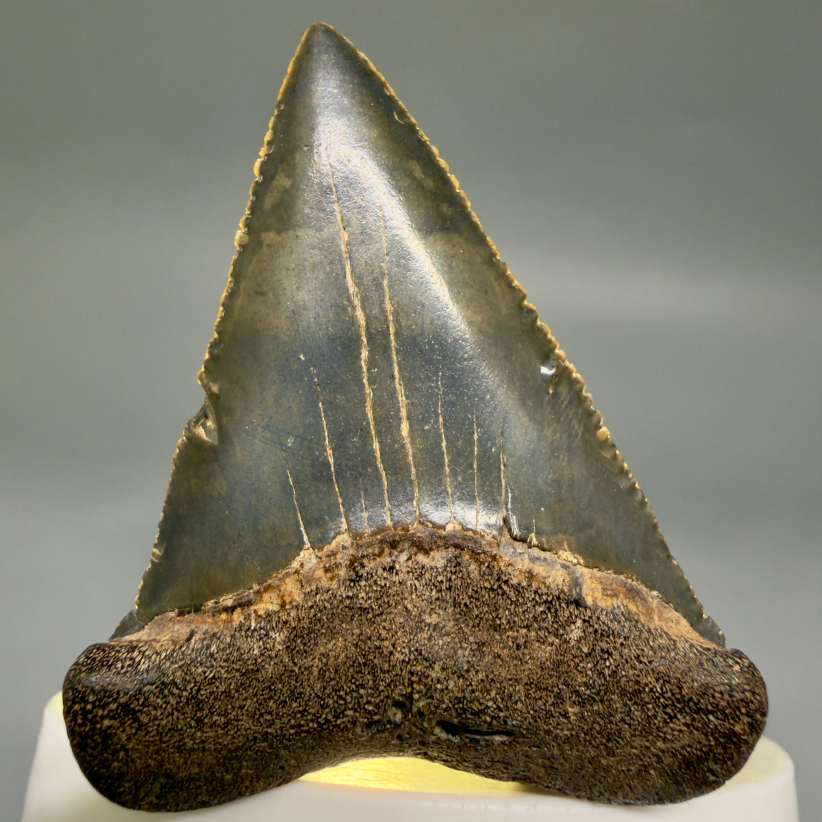 Front View Serrated 2.15" Fossil Great White Shark Tooth - Cooper River, SC - Colorful megalodonteeth.com GW1382 - 3