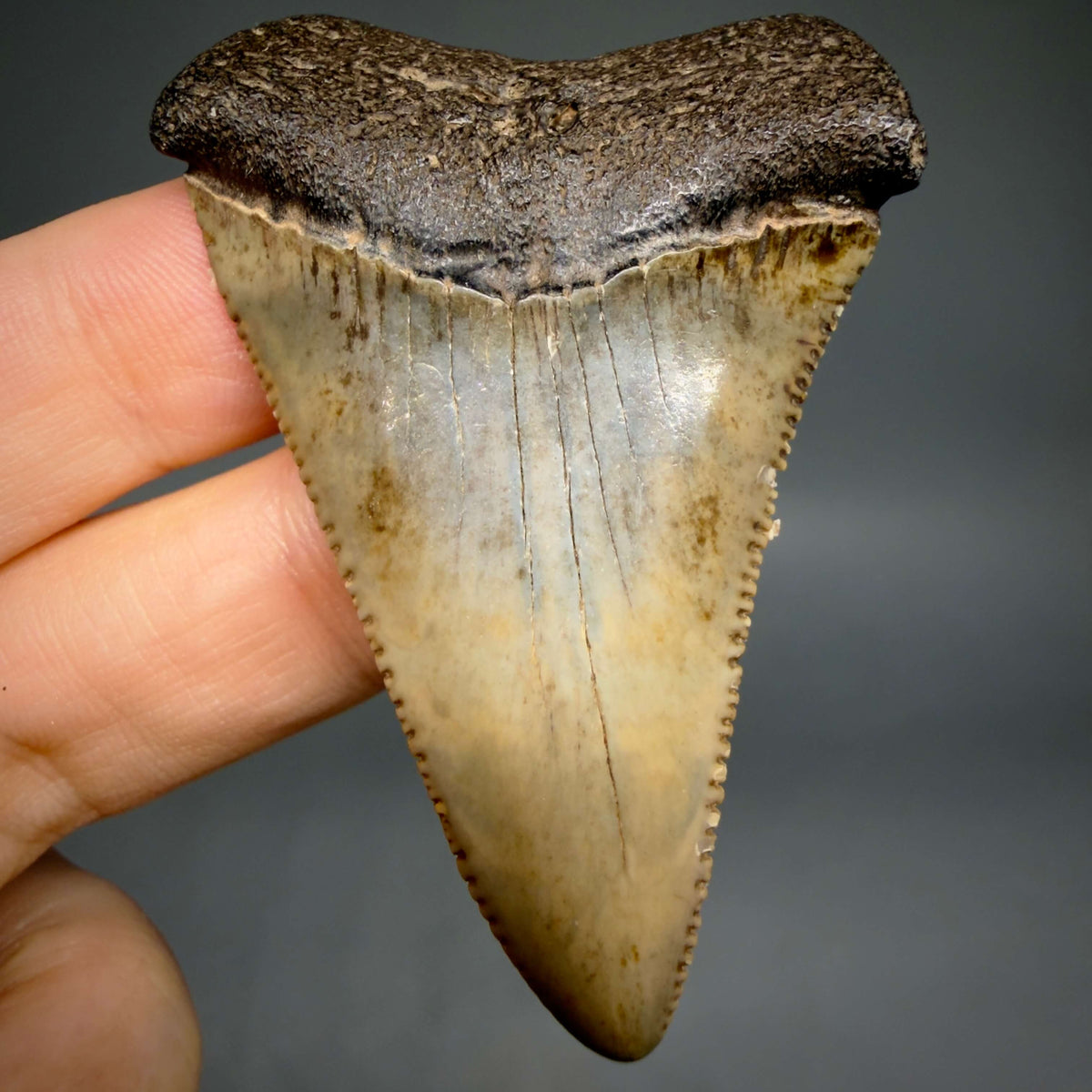 Front View Serrated 2.34" Fossil Great White Shark Tooth - Cooper River, SC - Colorful megalodonteeth.com GW1382