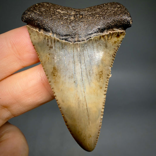 Front View Serrated 2.34" Fossil Great White Shark Tooth - Cooper River, SC - Colorful megalodonteeth.com GW1382