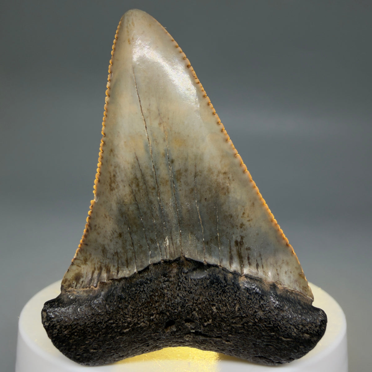 Front View Serrated 2.34" Fossil Great White Shark Tooth - Cooper River, SC - Colorful megalodonteeth.com GW1382 - 1