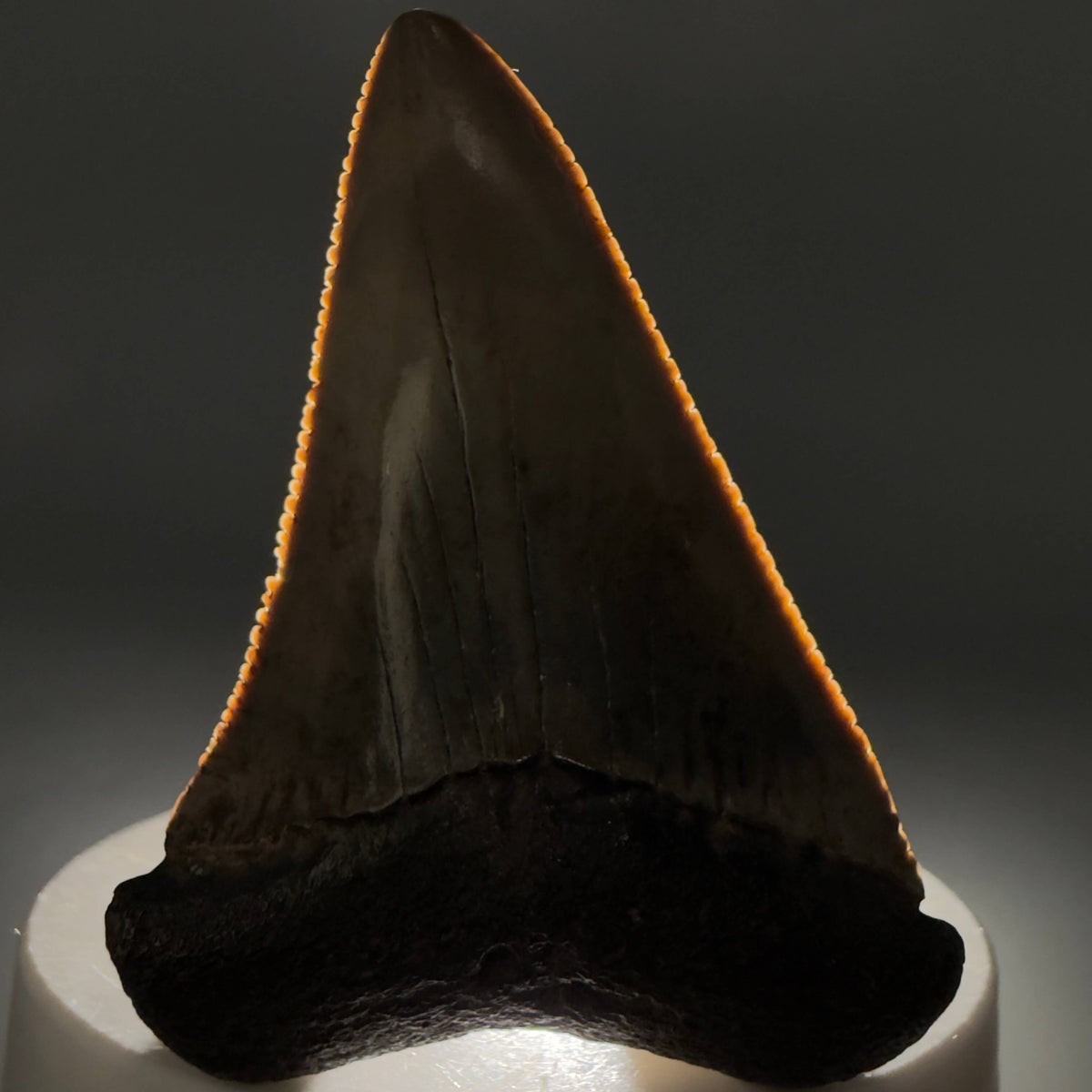 Front View Serrated 2.34" Fossil Great White Shark Tooth - Cooper River, SC - Colorful megalodonteeth.com GW1382 - 2
