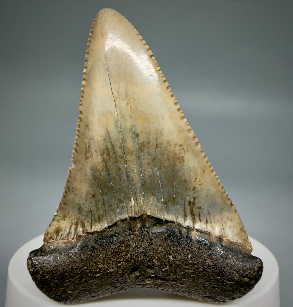 Front View Serrated 2.34" Fossil Great White Shark Tooth - Cooper River, SC - Colorful megalodonteeth.com GW1382 - 3