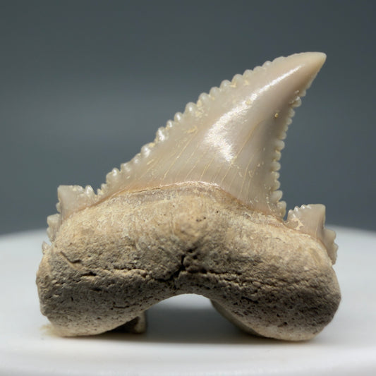 Front View Sharply Serrated 0.97" Carcharocles auriculatus Shark Tooth Fossil - Central Kazakhstan AU389