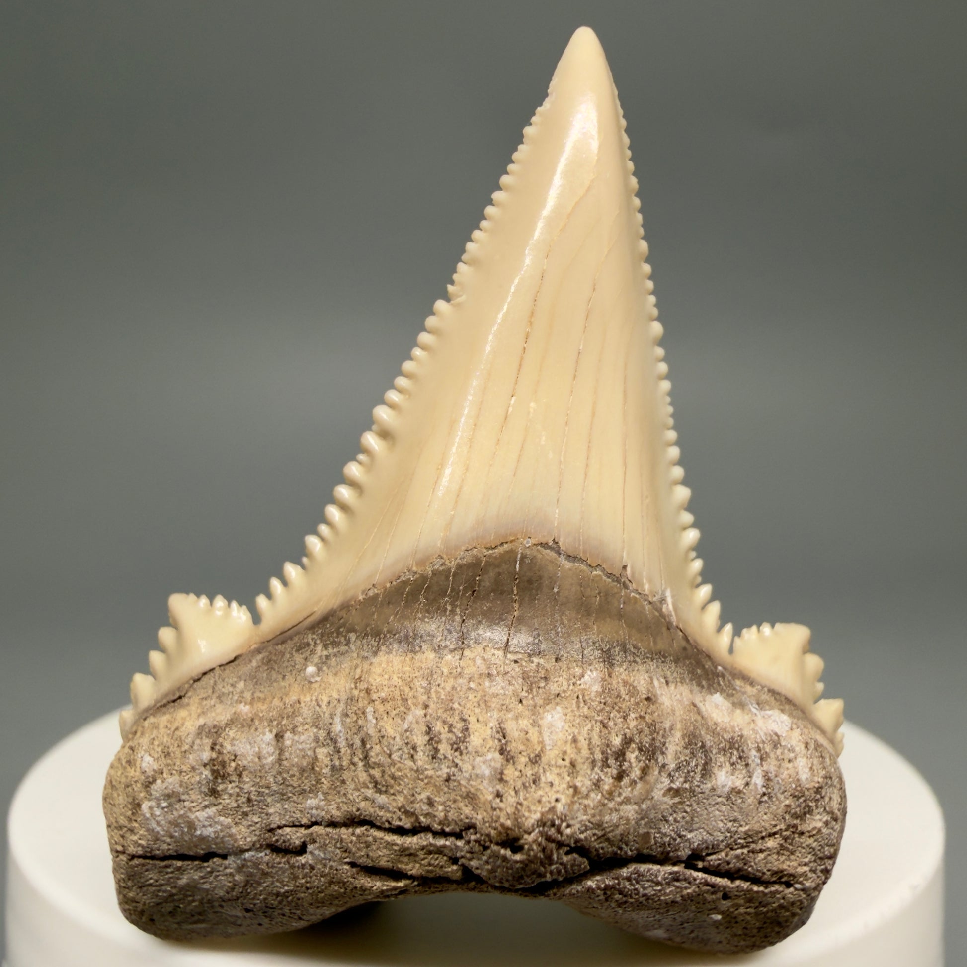 Front View Sharply Serrated 1.97" Carcharocles auriculatus Shark Tooth Fossil - Central Kazakhstan AU403 - 1