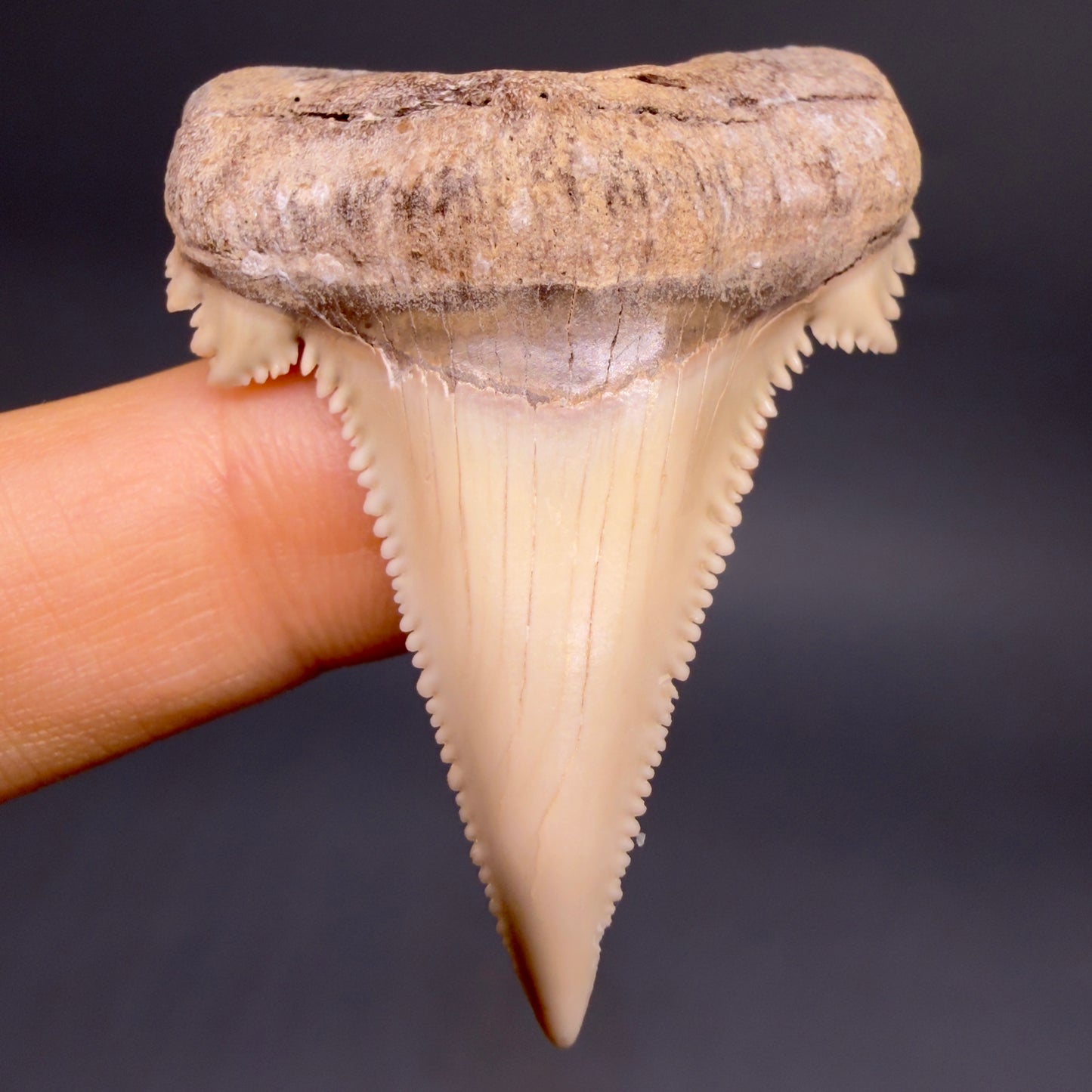 Front View Sharply Serrated 1.97" Carcharocles auriculatus Shark Tooth Fossil - Central Kazakhstan AU403 - 2