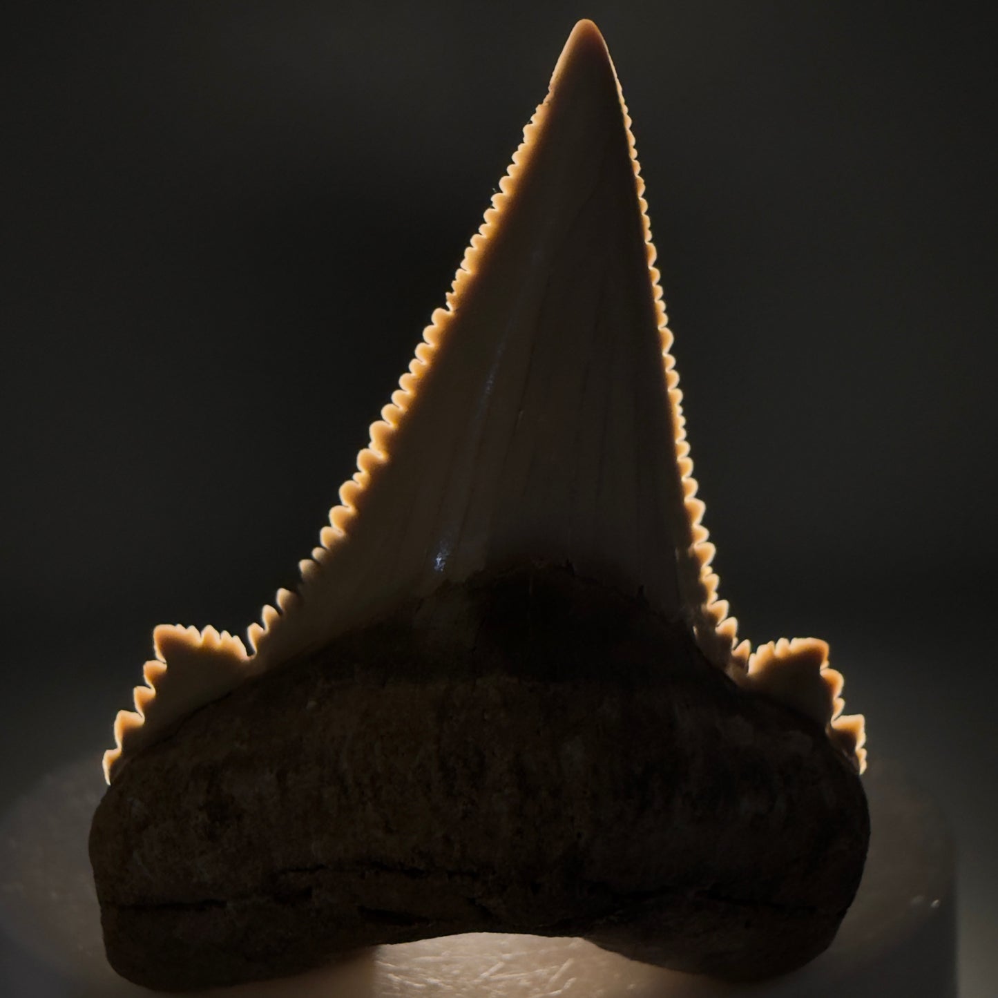 Front View Sharply Serrated 1.97" Carcharocles auriculatus Shark Tooth Fossil - Central Kazakhstan AU403 - 3